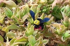 Xylocopa pubescens