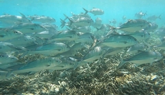 Caranx sexfasciatus