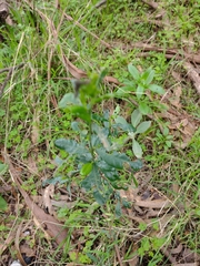 Dodonaea viscosa