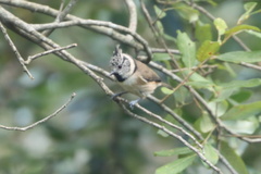 Lophophanes cristatus