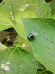 Lucilia eximia