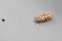 Nephelomilta pusilla