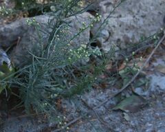 Erigeron bonariensis