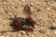 Rhodanthidium