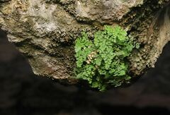 Adiantum capillus-veneris