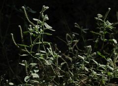 Heliotropium europaeum