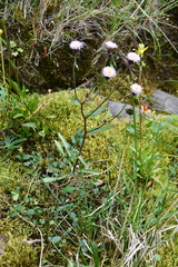 Erigeron acris