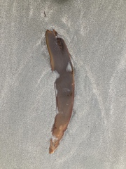 Laminaria digitata