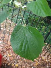 Tilia platyphyllos