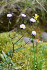Erigeron acris