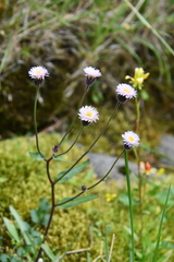 Erigeron acris
