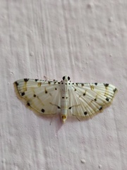 Pycnarmon cribrata