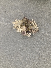 Chondrus crispus