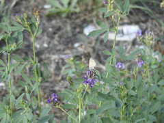 Leptotes pirithous
