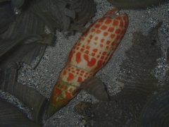 Mitra mitra