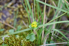 Chrysosplenium serreanum