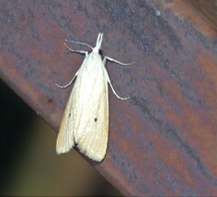 Scirpophaga incertulas
