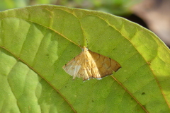 Pyraustinae