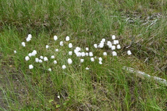 Eriophorum scheuchzeri