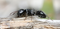 Camponotus niveosetosus