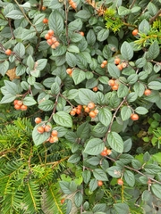 Cotoneaster franchetii