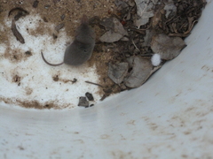 Notiosorex crawfordi