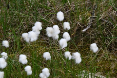 Eriophorum scheuchzeri
