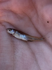 Notropis stramineus