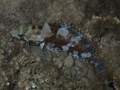 Epinephelus merra