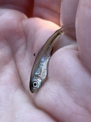 Notropis stramineus