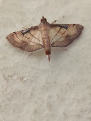 Cnaphalocrocis