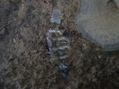 Cheilinus chlorourus