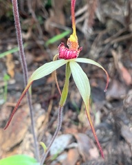 Caladenia colorata