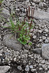 Epilobium davuricum