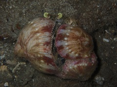 Dardanus deformis