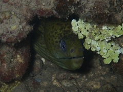 Gymnothorax javanicus