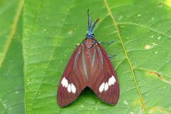 Cyclosia papilionaris