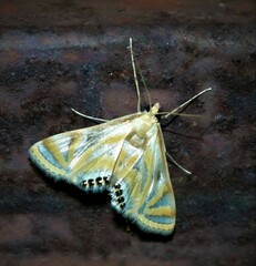 Eoophyla sejunctalis