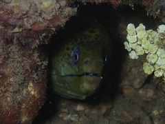Gymnothorax javanicus