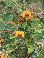 Goodia medicaginea