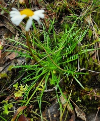 Brachyscome ptychocarpa