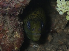 Gymnothorax javanicus