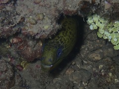 Gymnothorax javanicus
