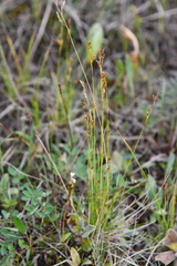 Carex williamsii