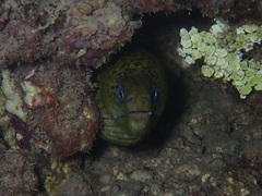 Gymnothorax javanicus