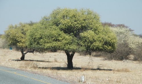 Shepherds tree