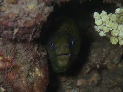 Gymnothorax javanicus