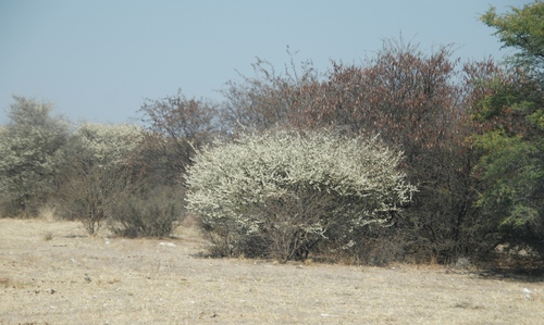Black thorn