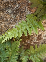 Asplenium billotii
