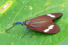 Cyclosia papilionaris